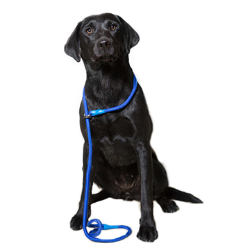 Dog & Field Nylon Slip Lead, 1,5 m., 12 mm, blå