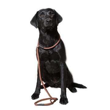 Dog & Field Nylon Slip Lead, 1,5 m., 12 mm, brun