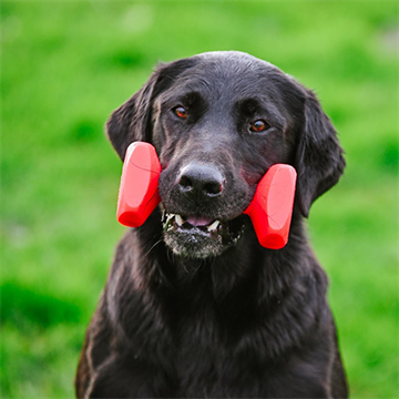 Dumbbell Trainer, rød
