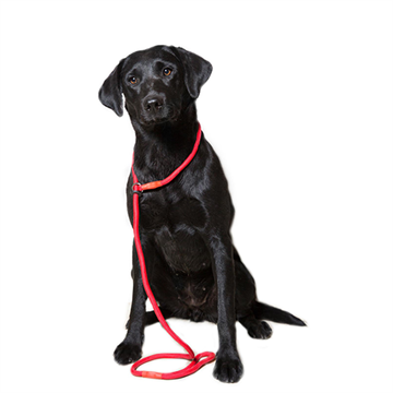 Dog & Field Nylon Slip Lead, 1,5 m., 12 mm, rød